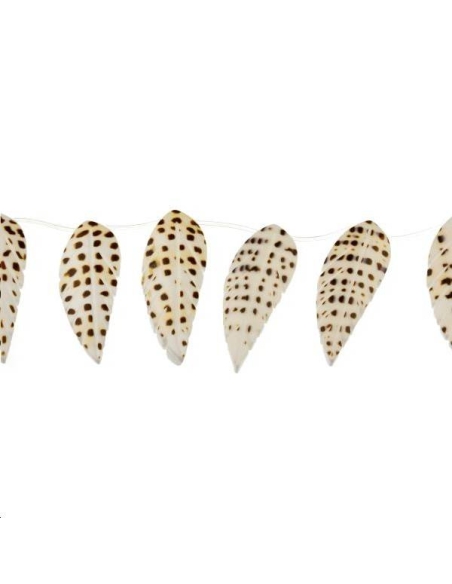 Coquillage feuille  Formes particulières- 1