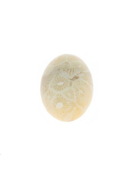 Corail fossile cabochon 10x14mm  Les cabochons en pierre fine- 1