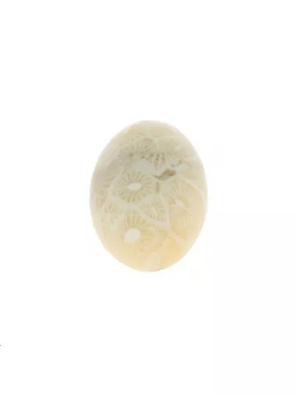 Corail fossile cabochon 10x14mm  Les cabochons en pierre fine- 1