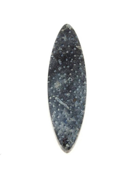 Bois de palmier fossilisé 57x16mm  Les cabochons en pierre fine- 1