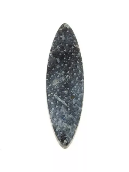 Bois de palmier fossilisé 57x16mm  Les cabochons en pierre fine- 1