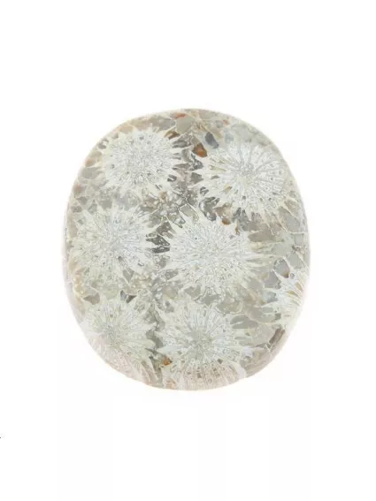 Corail fossile cabochon oval 26x32mm  Les cabochons en pierre fine- 1