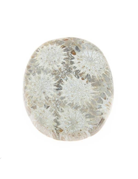 Corail fossile cabochon oval 26x32mm  Les cabochons en pierre fine- 1 Corail fossile cabochon oval 26x32mm  Les cabochons en pierre fine- 1