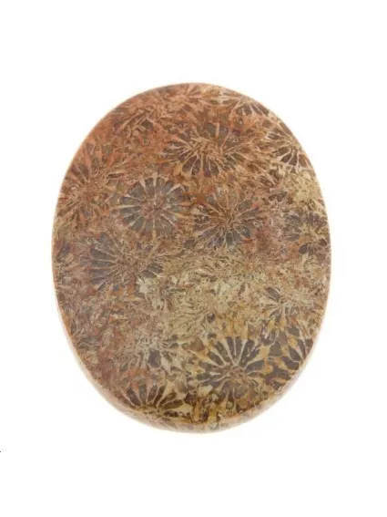 Corail fossile cabochon 29x39mm  Les cabochons en pierre fine- 1
