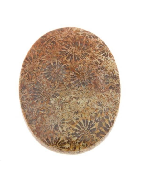 Corail fossile cabochon 29x39mm  Les cabochons en pierre fine- 1